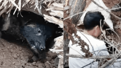 Photo of Landslide Victims Hear Cries Of Help Deep Within The Earth & Start Digging