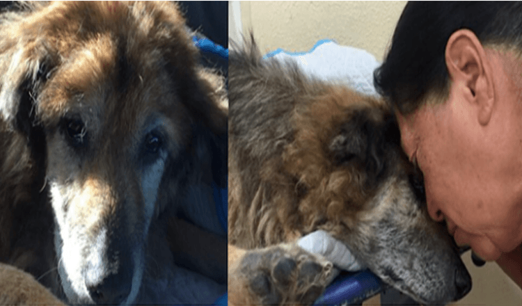 Photo of Woman Rescued A Stray Dog, 17 Years Later She Had To Say A Touching Goodbye