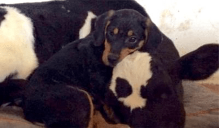 Photo of Puppy Found In The Woods Forms Bond And Makes A Brand new Friend