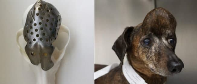 Photo of Dog Who Suffers From Cancer Has His Skull Replaced With 3D Printed Titanium Skull