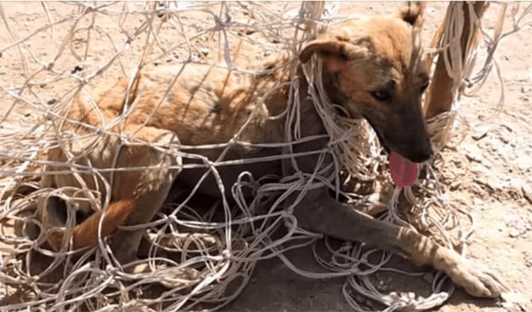 Photo of Dog Twisted In Soccer Net Is So Pleased To Be Freed He Rolls Onto His Back For A Stomach Rub