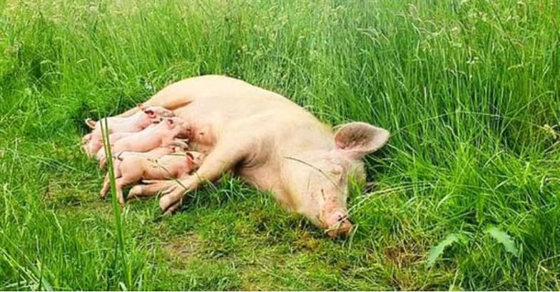Photo of Pregnant pig runs away from the farm to save her babies