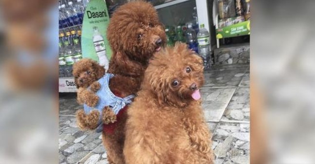 Photo of This Human Made A Tiny Backpack For His Dogs So They Could Carry Around Their Newborn Puppy