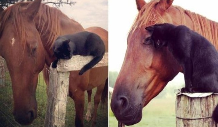 Photo of For The Past 7 Years, This Cat And Horse Have Been Inseparable