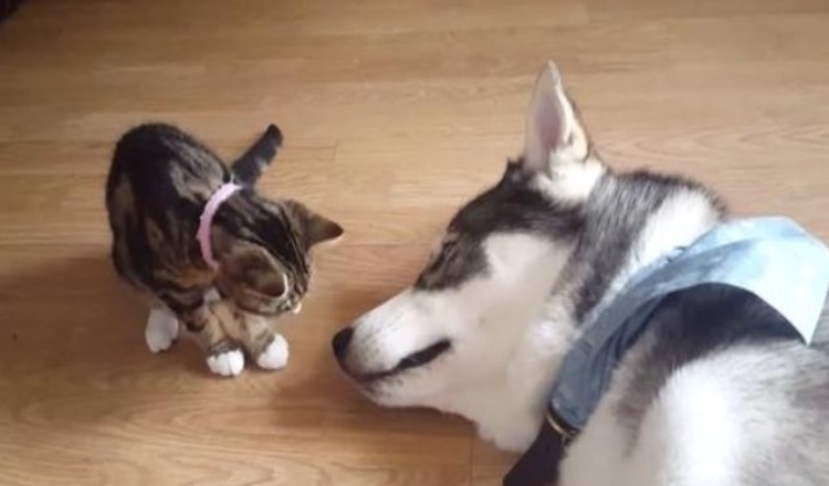 Photo of The New Kitty Goes In For A Kiss On The Sleeping Husky