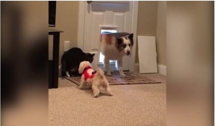 Photo of Tiny Bodyguard Dog Protects His Big Dog Friend From The Cat