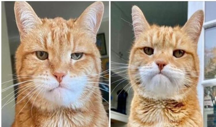 Photo of This Cat Named Marley Has The Most Judgemental Face Ever And Already Disappointed In You