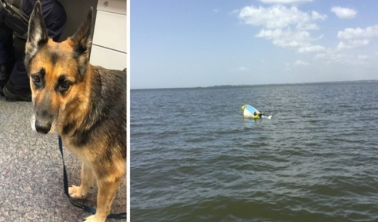 Photo of Devoted German Shepherd treads water for 11 hours to keep her owner from drowning