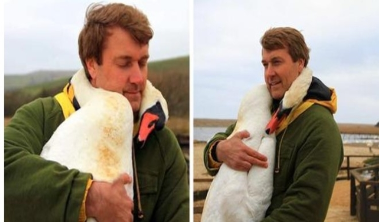 Photo of Swan Hugs Its Rescuer By Wrapping Itself Around His Neck