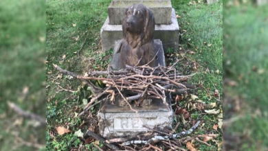 Photo of People Are Leaving Sticks At This 100-Year-Old Dog Gr.ave