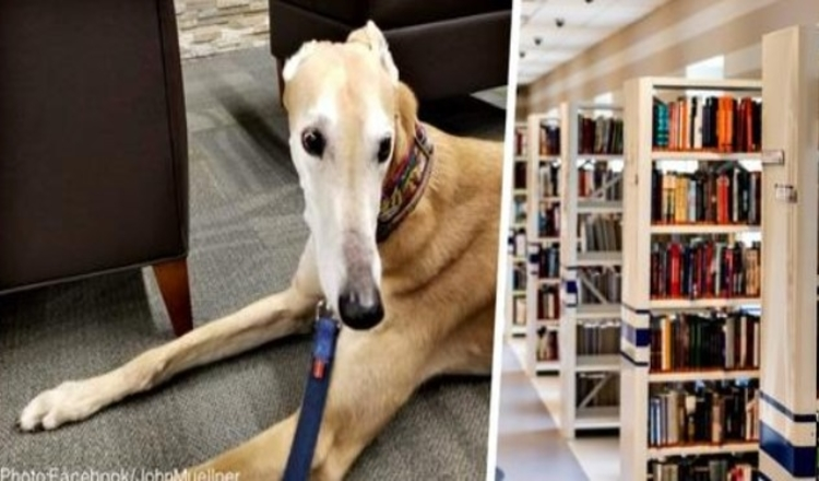 Photo of Internet Heard Dog Was Waiting Longingly For Children To Read Him Stories And Took Action