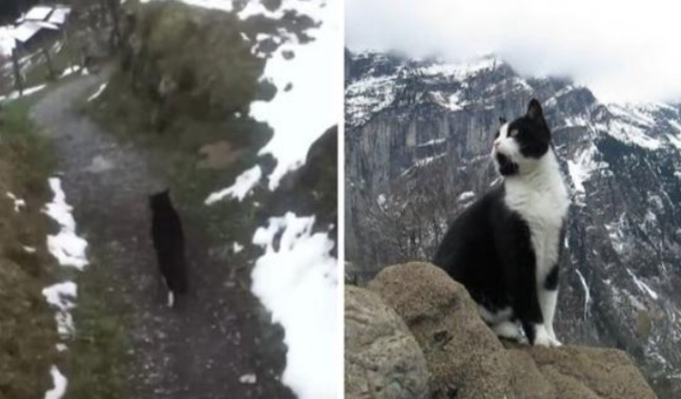 Photo of This Cat Guided A Lost Man Down A Mountain In Switzerland