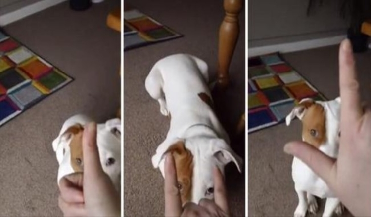Photo of After Being Abandoned 5 Times, This Deaf Pup Finds His Home