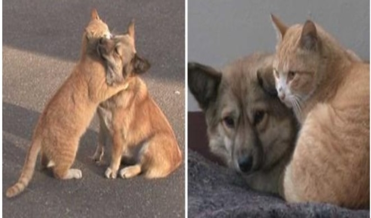 Photo of Dog And Cat Comfort Each Other After Being Abandoned. They Still Wait For Their Family In The Same Spot