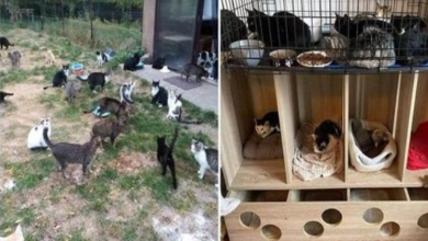Photo of Cat Shelter In Romania Rescued Over 200 Cats In 3 Years