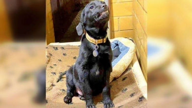 Photo of Shelter Puppy Longs for a Family so Badly That He Smiles Wide Whenever a Visitor Gets In