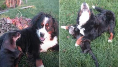 Photo of Bernese Mountain Dog And River Otter Love Tussling And Rolling On The Grass Together