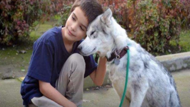 Photo of Stray Siberian Husky Recovers From Mange And Finds The Family Of Her Dreams