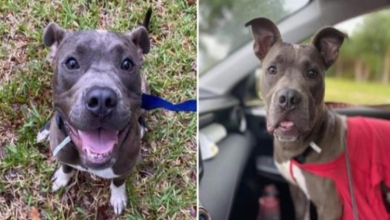 Photo of Dog who was burned and thrown from truck gets adopted by his foster family