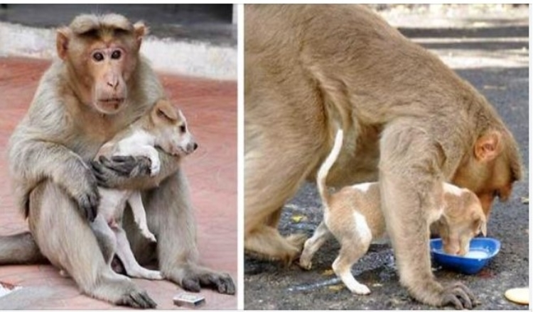 Photo of Monkey Adopts A Puppy, Defends It From Stray Dogs, And Lets It Eat First