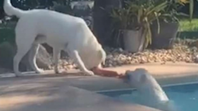 Photo of Clever dog uses a rope chew toy to pull his sister out of a swimming pool