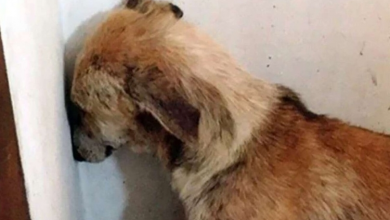 Photo of Dog Angel refuses to leave her corner and stares at the wall after rescue