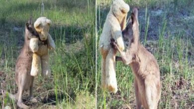 Photo of Oʀᴘʜᴀɴᴇᴅ Baby Kangaroo Just Wants To Hug His Teddy Bear
