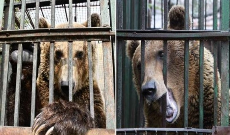 Photo of Sad bear kept in tiny rusty cage for years, finally gets the change of a new life