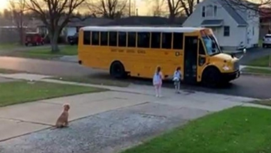 Photo of Puppy Watches His Human Sisters Get On School Bus Safely Every Day
