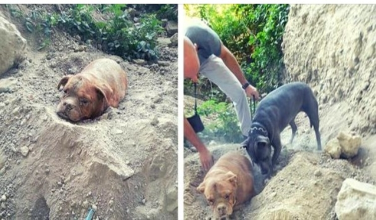 Photo of Man Saves A Bull Mastiff Who Was Buried In Dirt And Left To Die