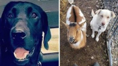 Photo of Missing Dog Returns Home With New Dog And Goat Friend