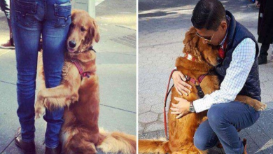Photo of Friendly Golden Retriever Stops and Hugs Every Single Person She Sees On Her Walks