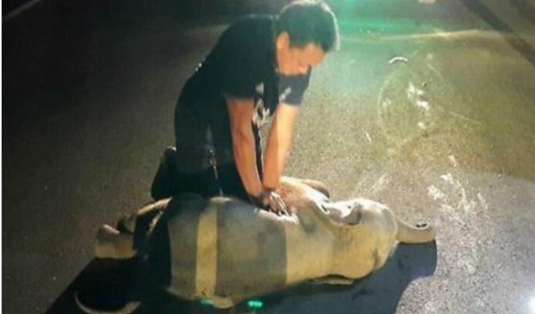 Photo of Rescue worker revives baby elephant with CPR after road accident