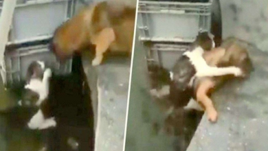 Photo of Heroic Puppy Dives In Water To Save Drowning Cat, Piggybacks Her To Safety