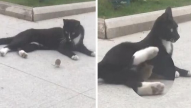 Photo of Someone Films A Real-Life Tom And Jerry: A Mouse Running Up To A Cat To ‘Cuddle’ After Being Chased
