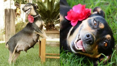 Photo of Pregnant Dog Poses For Her ‘Paw-ternity’ Photo Shoot