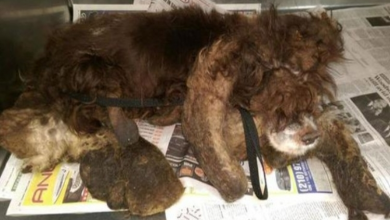 Photo of Abandoned Dog Gets The Transformation Of A Lifetime When 6 Pounds Of Mats Are Removed