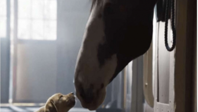 Photo of Clydesdale Horses Rescue Lost Puppy In Heartwarming Super Bowl Ad