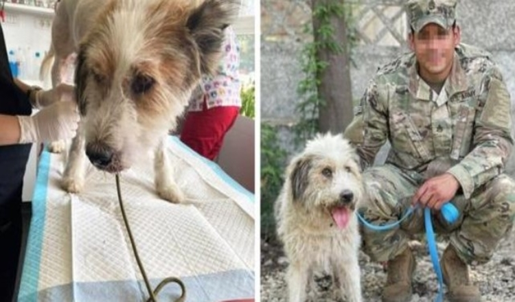 Photo of Army Sergeant Devastated After Stray Dogs He Rescued Overseas Are Poisoned