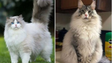 Photo of People Online Are Sharing The Fluffiest Cats In The World