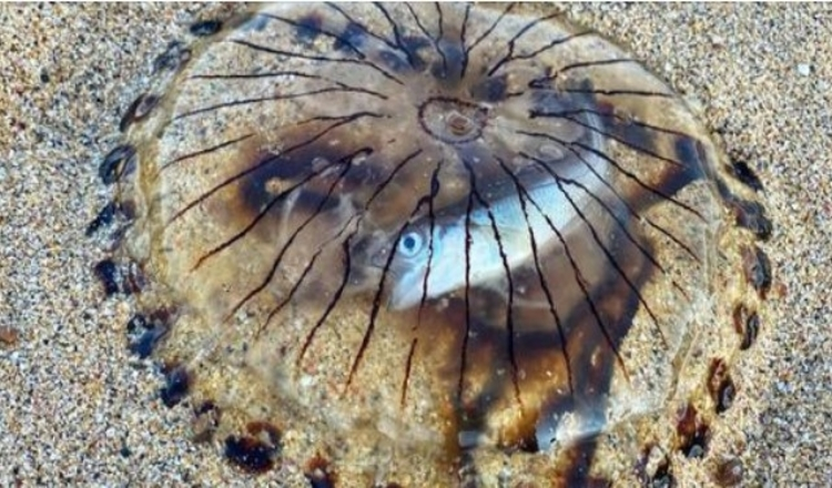 Photo of Translucent jellyfish, with fish trapped inside it, washes up on UK beach