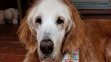 Photo of 20-Year-Old Dog Becomes Oldest Golden Retriever in History