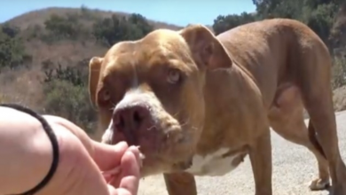 Photo of Scared Dog Stranded In Canyon Kept Running Away, But Then The Right People Caught Her Attention