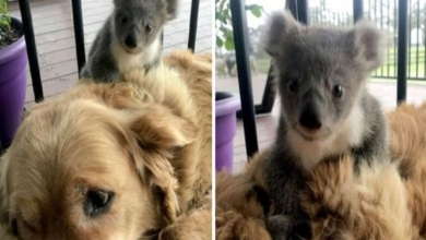 Photo of Golden Retriever Saved Abandoned Baby Koala And Brought Him Home With Her