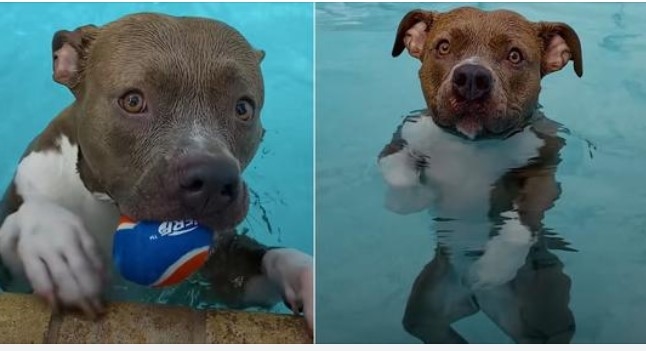 Photo of Water-Loving Pittie Can’t Get Enough of Her Family’s Swimming Pool
