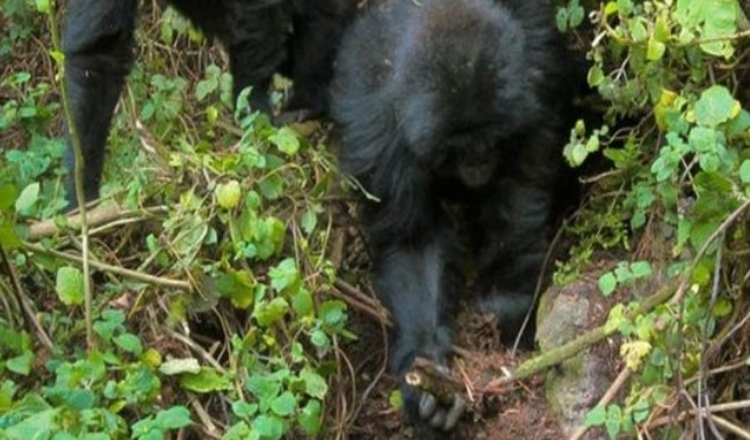 Photo of Extraordinary Moment A Pair Of Young Gorillas Dismantle Traps Set By Poachers