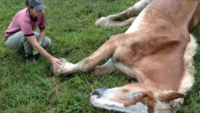Photo of Senior horse was so weak he couldn’t stand, but kind woman rescues him