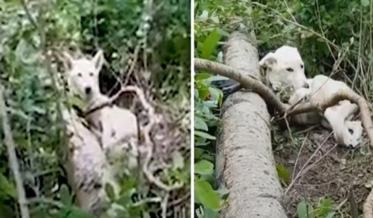 Photo of Guy On A Hike Finds A Dog Who Seems Staying In The Woods