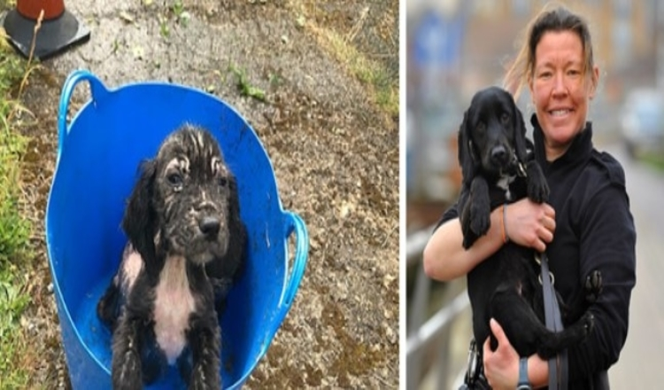 Photo of Badger the spaniel who was found dumped in a bucket as puppy training as a police sniffer dog