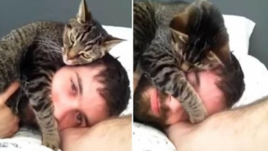Photo of Kitten Lays On Her Human’s Head To Get Warm And Cozy